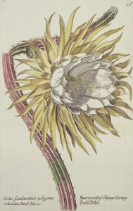 Cereus Scandens Minor Polygonus